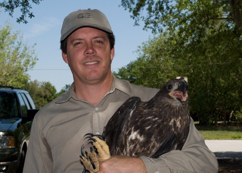 Lake Region Audubon Society President Reiner Munguia holds an eagle who was rescued from a nest at Willowbrook Golf Course in Winter Haven with the help of an EagleWatch volunteer. The bird was diagnosed with Avian Pox, a viral infection. After two months of treatment, the eagle was released in early June, becoming the 450th eagle returned the wild from the Audubon Center for Birds of Prey.