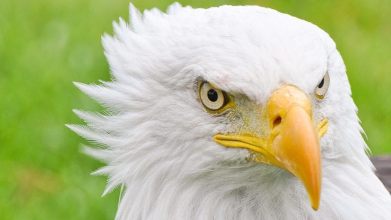 Eagle