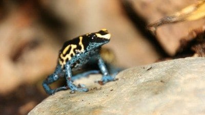 A new vivarium in the Polk State Winter Haven science lab houses poison dart frogs.