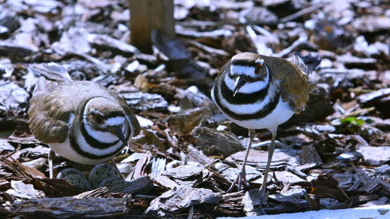 A pair of killdeers have made their nest in the Polk State Winter Haven Administration Building parking lot.